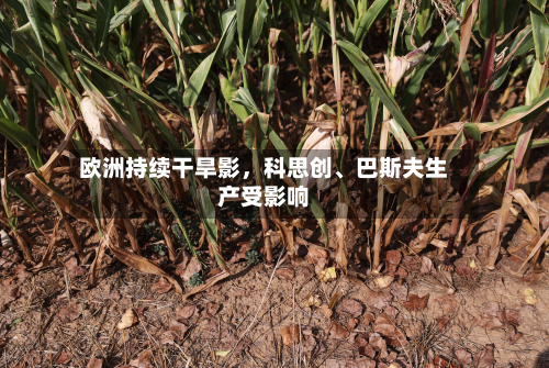 欧洲持续干旱影，科思创、巴斯夫生产受影响-第1张图片
